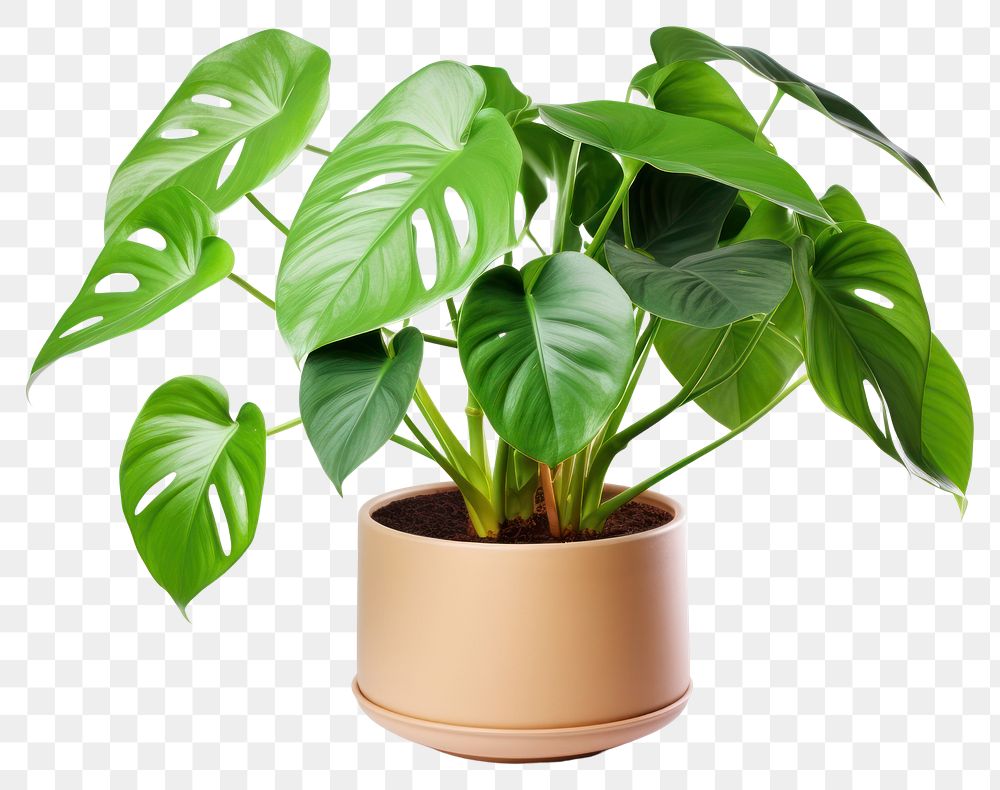 PNG Plant leaf xanthosoma houseplant. AI generated Image by rawpixel.