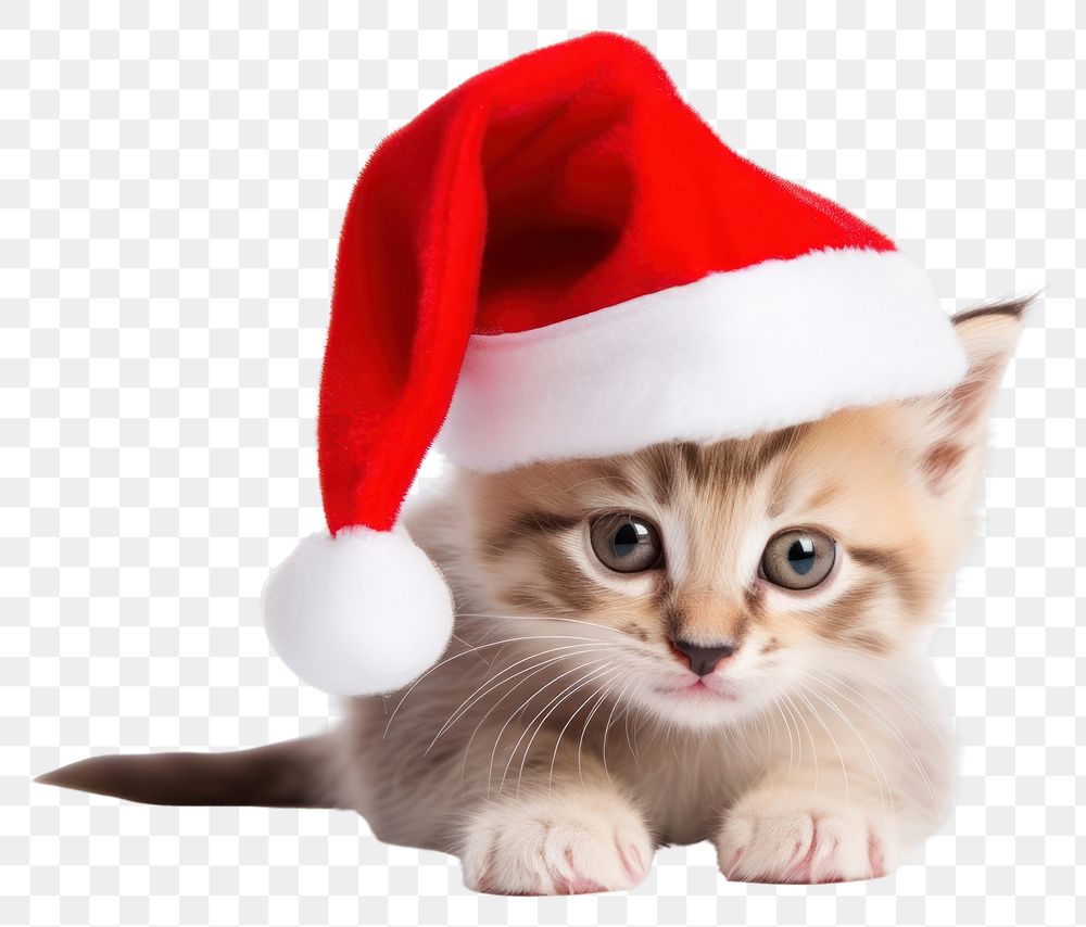 PNG Cat christmas mammal animal. AI generated Image by rawpixel.