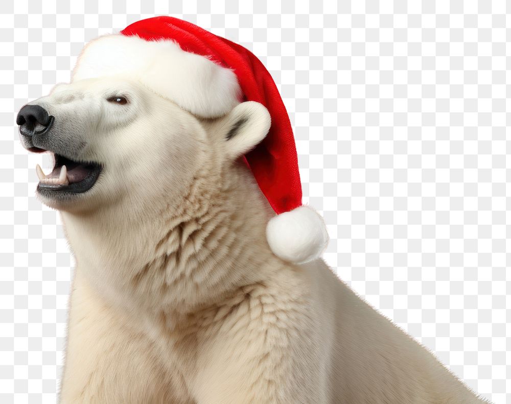 PNG Polar bear christmas mammal animal. 