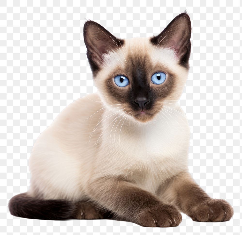 PNG Siamese cat siamese animal mammal. AI generated Image by rawpixel.