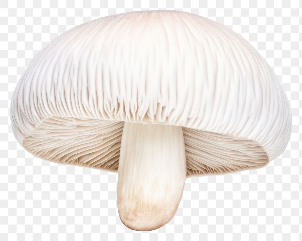 PNG Mushroom fungus agaric agaricaceae. AI generated Image by rawpixel.