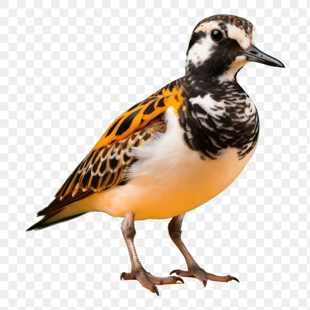 PNG Bird animal quail beak. AI generated Image by rawpixel.