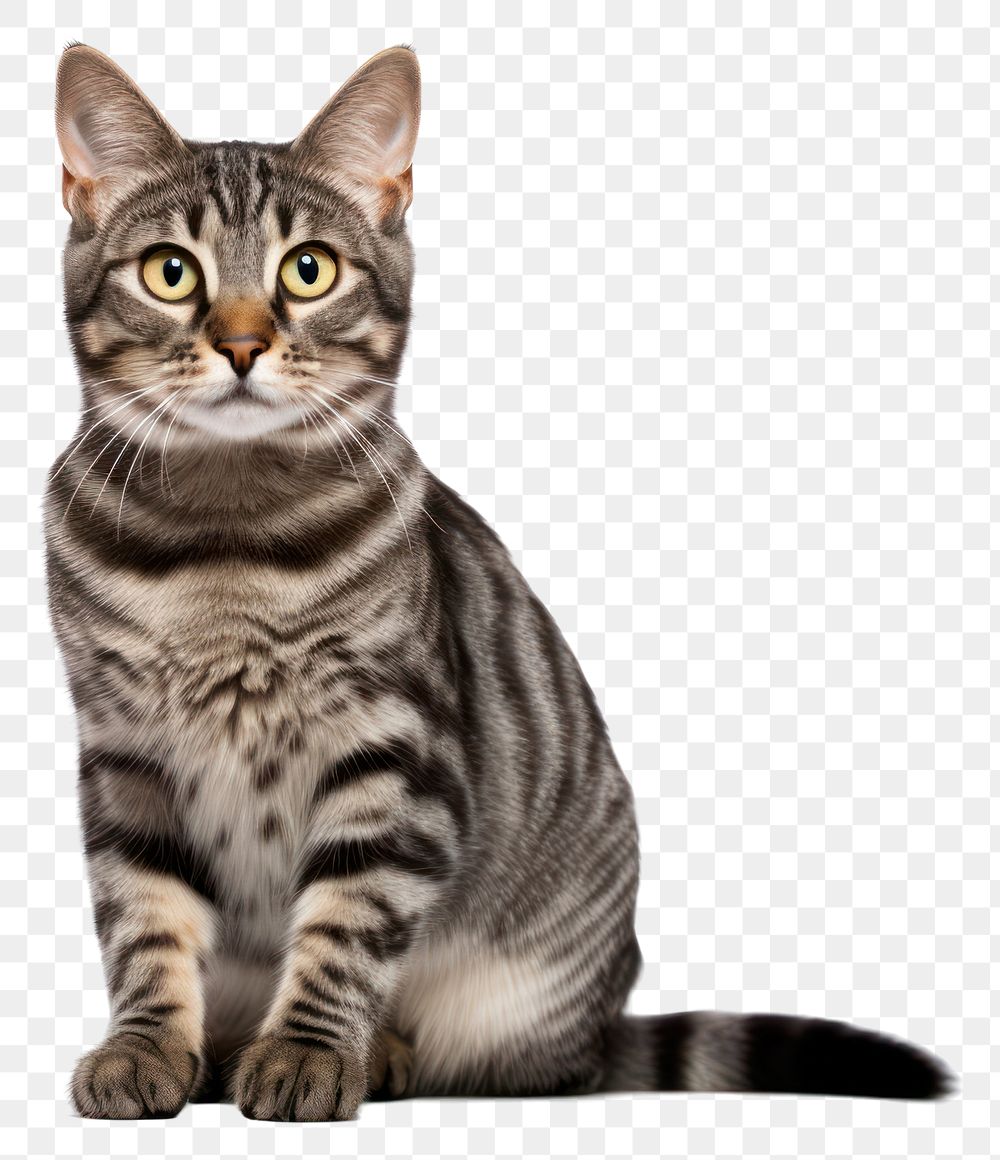 PNG Animal mammal kitten pet. AI generated Image by rawpixel.