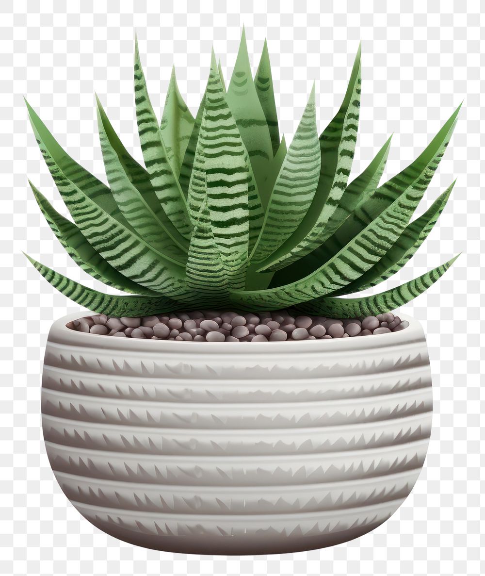 PNG Plant aloe vase white background. AI generated Image by rawpixel.