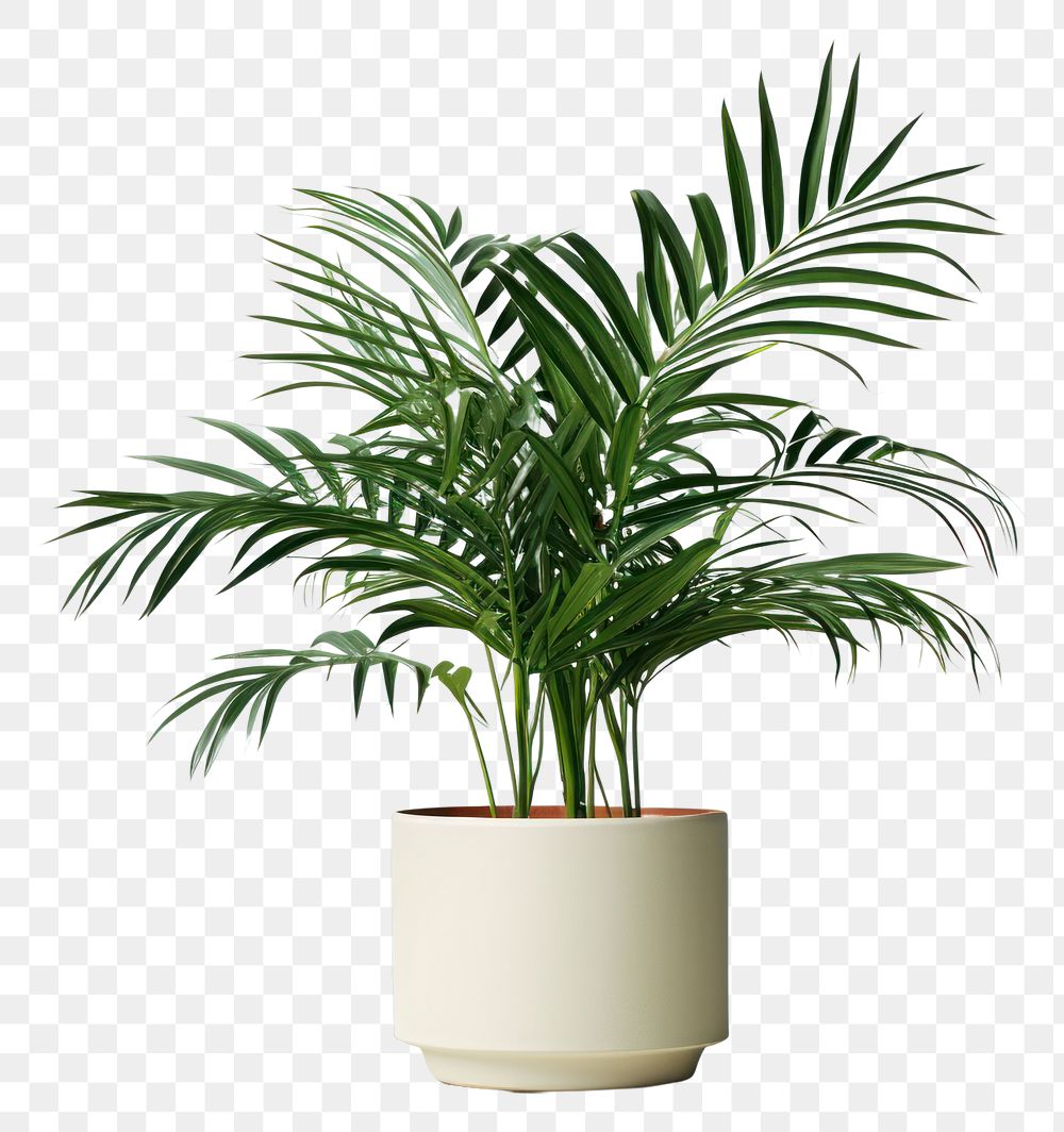 PNG Plant leaf vase houseplant. AI generated Image by rawpixel.