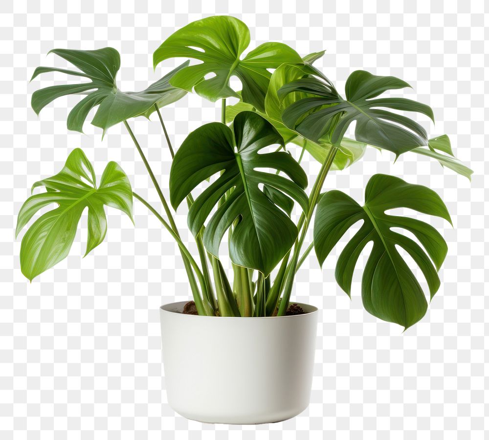 PNG Plant leaf white background houseplant. 