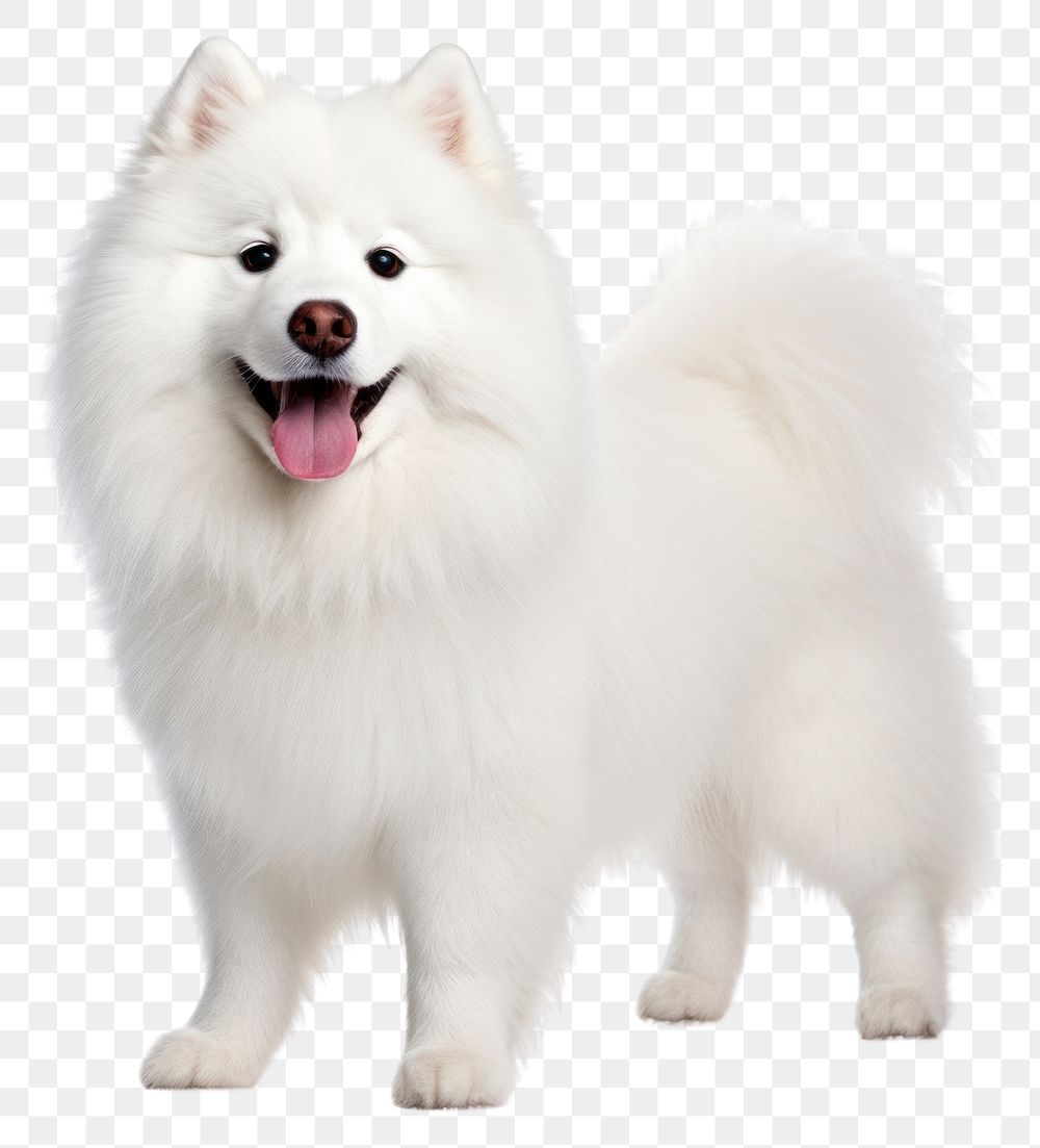 PNG Dog samoyed mammal animal. 