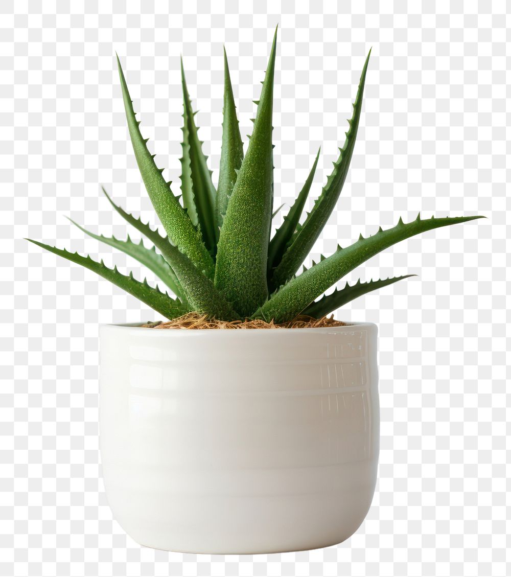 PNG Aloe plant xanthorrhoeaceae houseplant. AI generated Image by rawpixel.