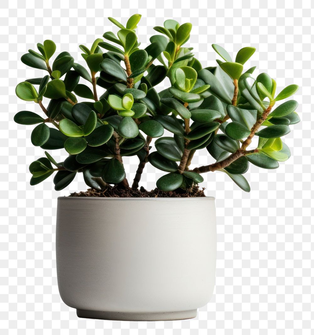 PNG Bonsai plant leaf houseplant. AI generated Image by rawpixel.