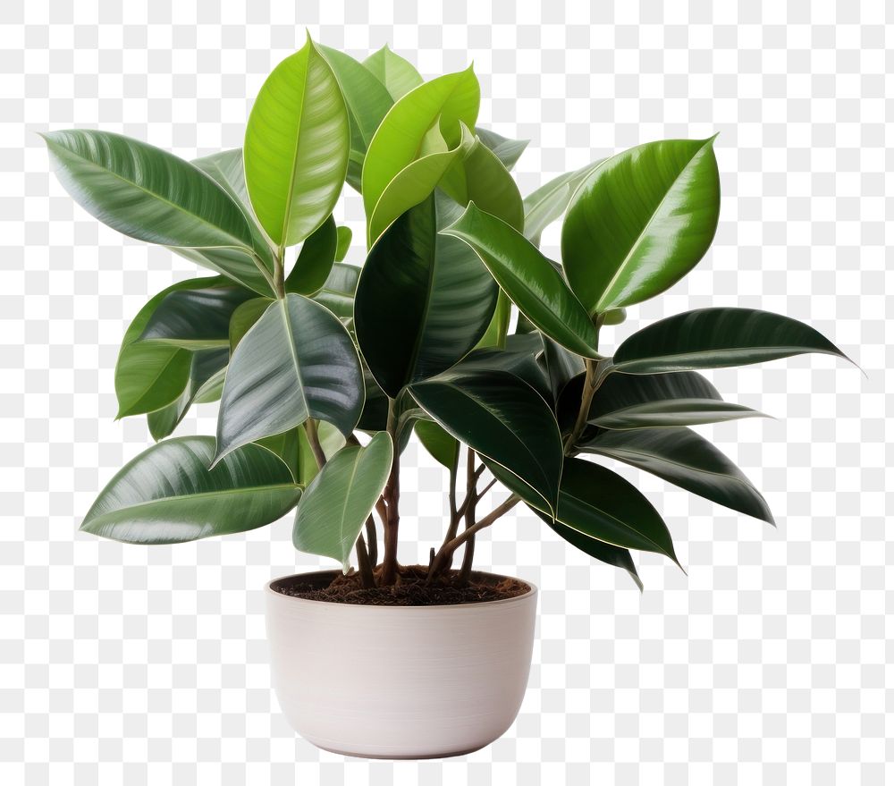 PNG  Bonsai plant leaf white background. AI generated Image by rawpixel.