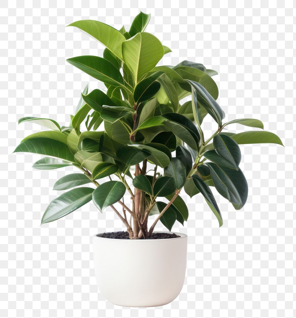 PNG Bonsai plant leaf  