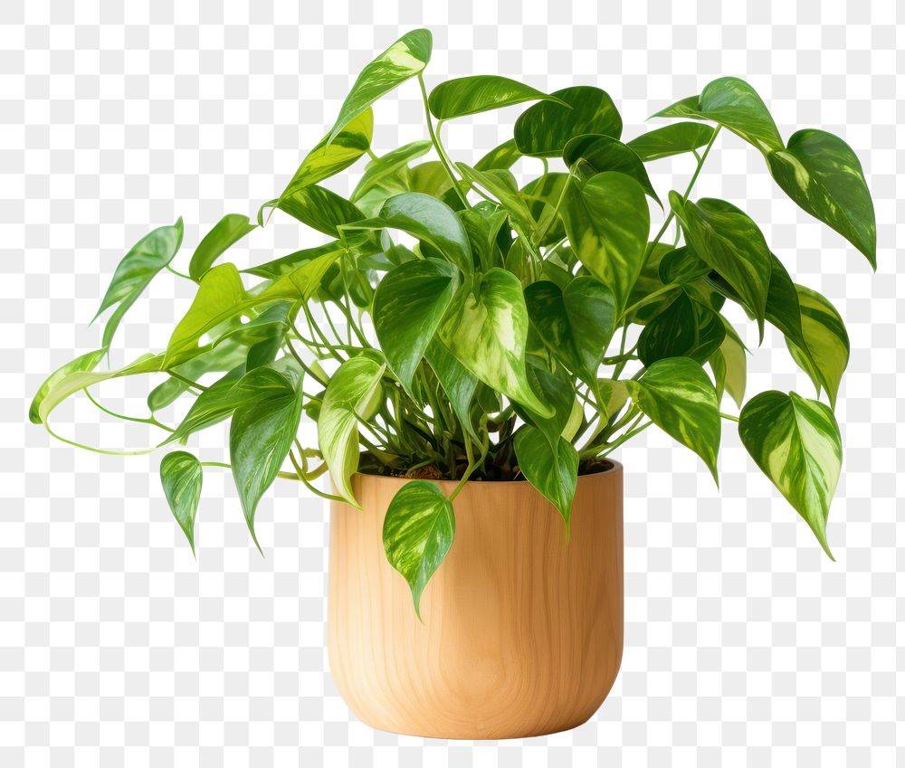 PNG  Plant leaf white background houseplant. AI generated Image by rawpixel.