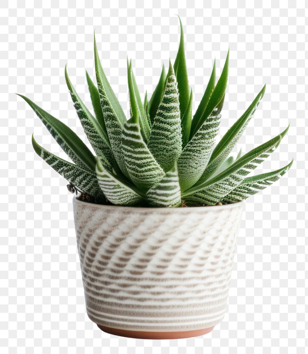 PNG Plant aloe houseplant freshness. AI generated Image by rawpixel.
