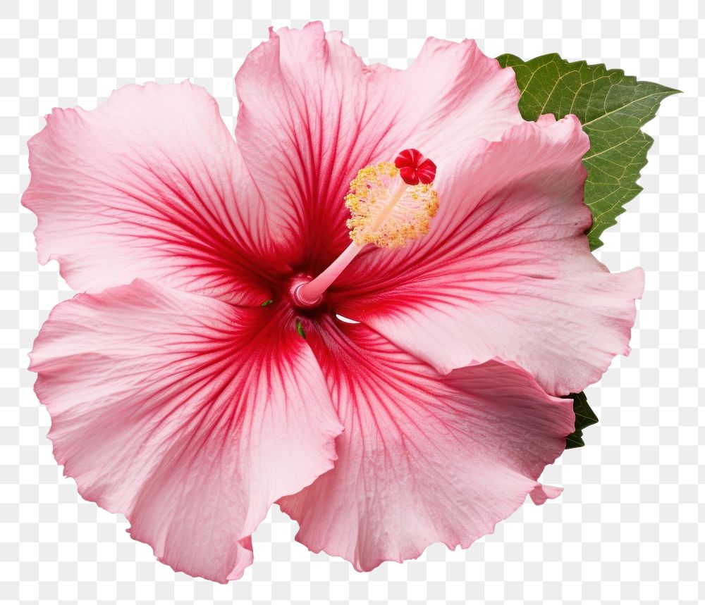 PNG  Hibiscus blossom flower petal. AI generated Image by rawpixel.