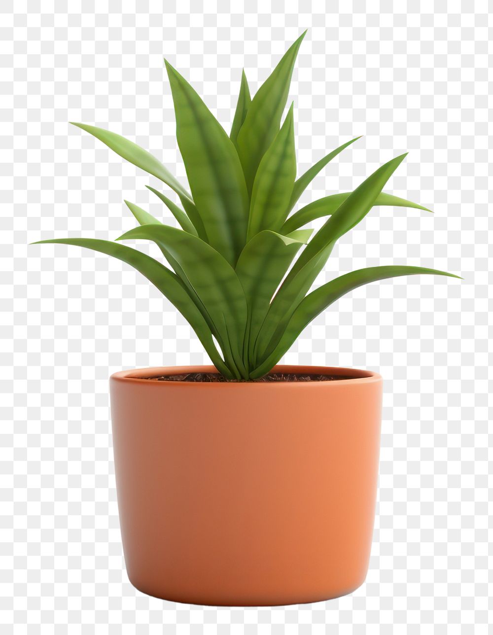 PNG  Plant leaf aloe white background. AI generated Image by rawpixel.