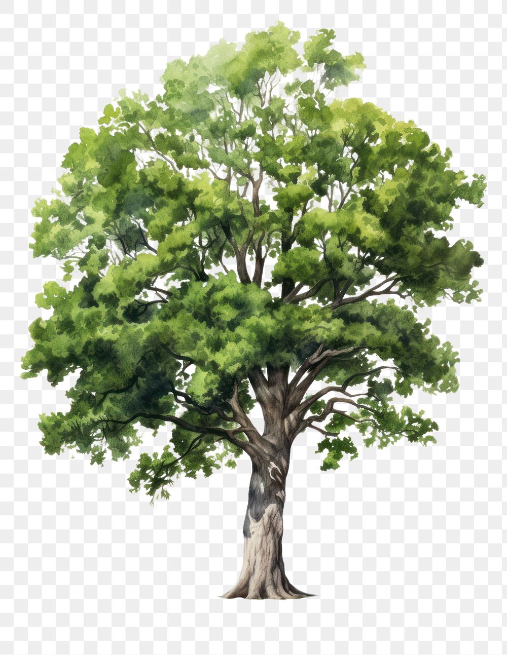 PNG Plant tree outdoors sycamore. 