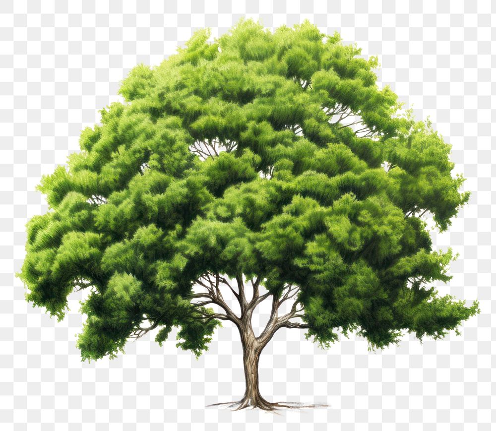 PNG Tree plant green