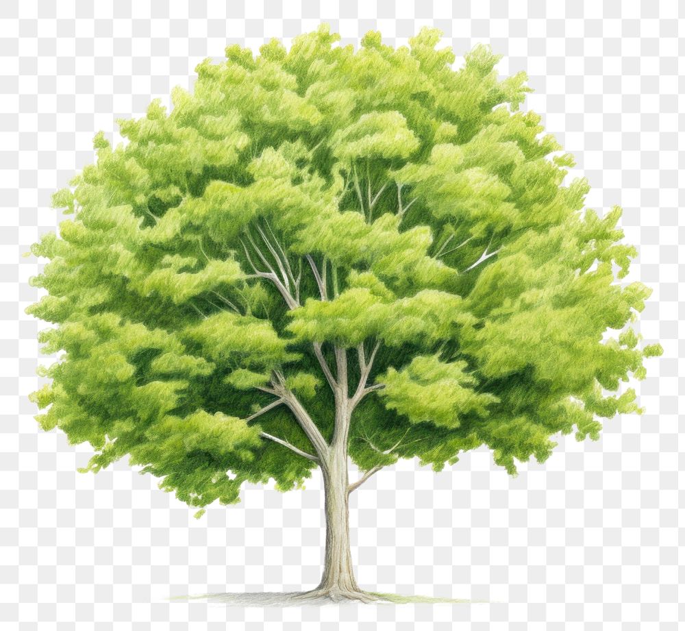 PNG Tree plant green white background. AI generated Image by rawpixel.