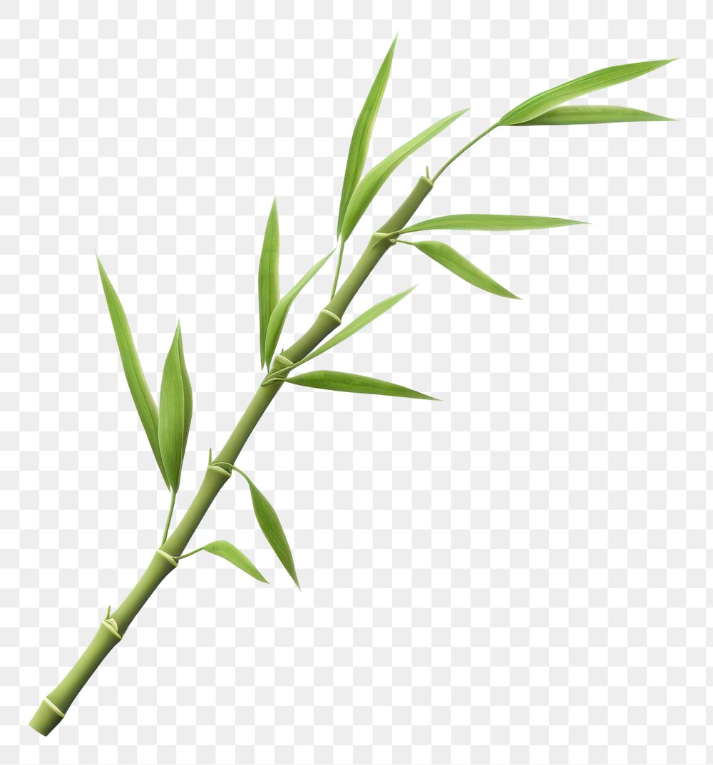 PNG Bamboo plant transparent background freshness. AI generated Image by rawpixel.