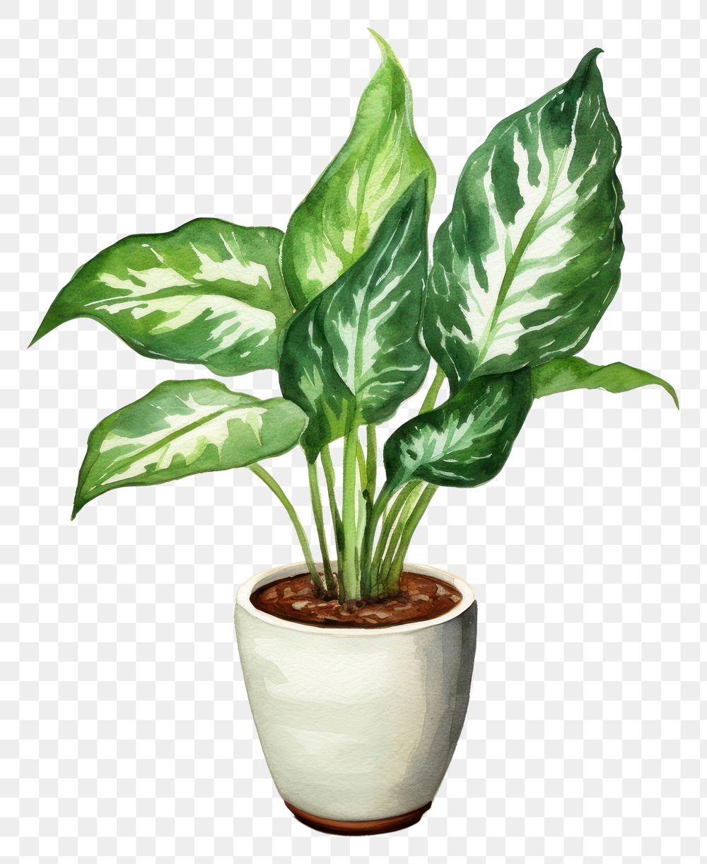 PNG Plant houseplant leaf transparent background. AI generated Image by rawpixel.