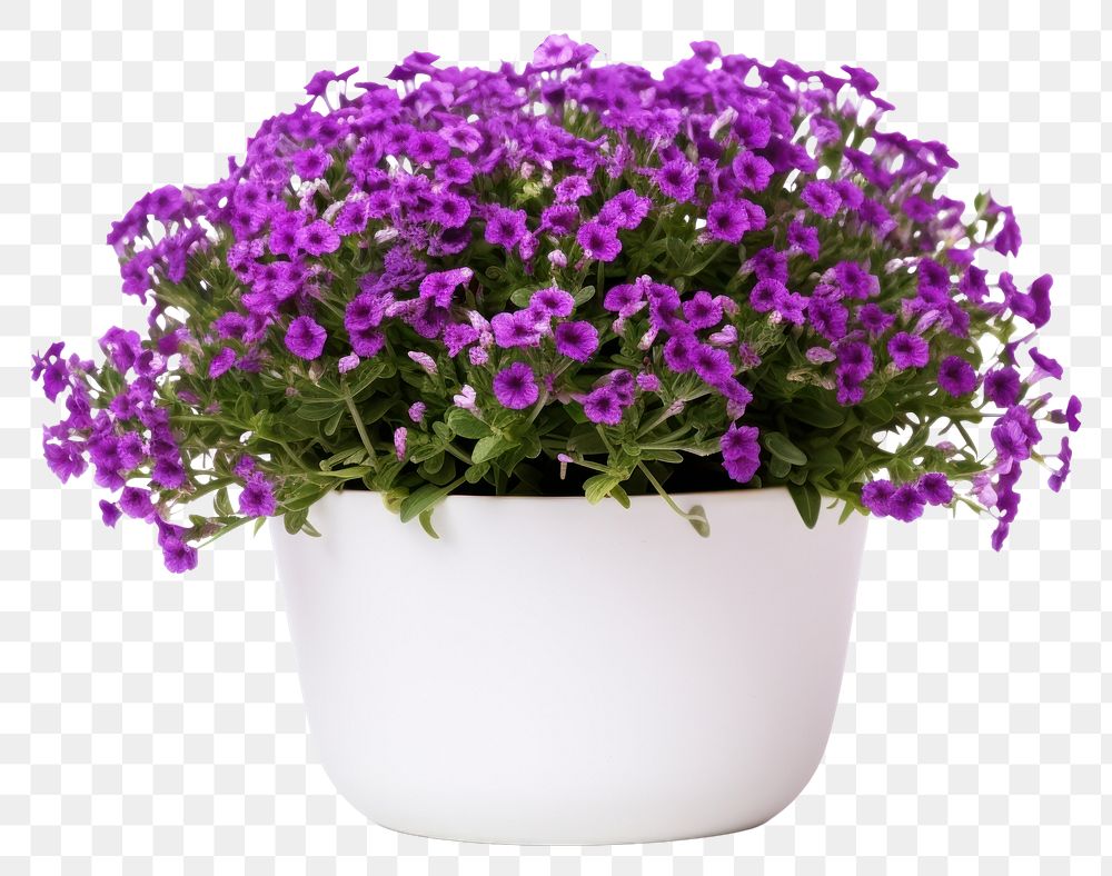 PNG Flower purple plant herbs. 