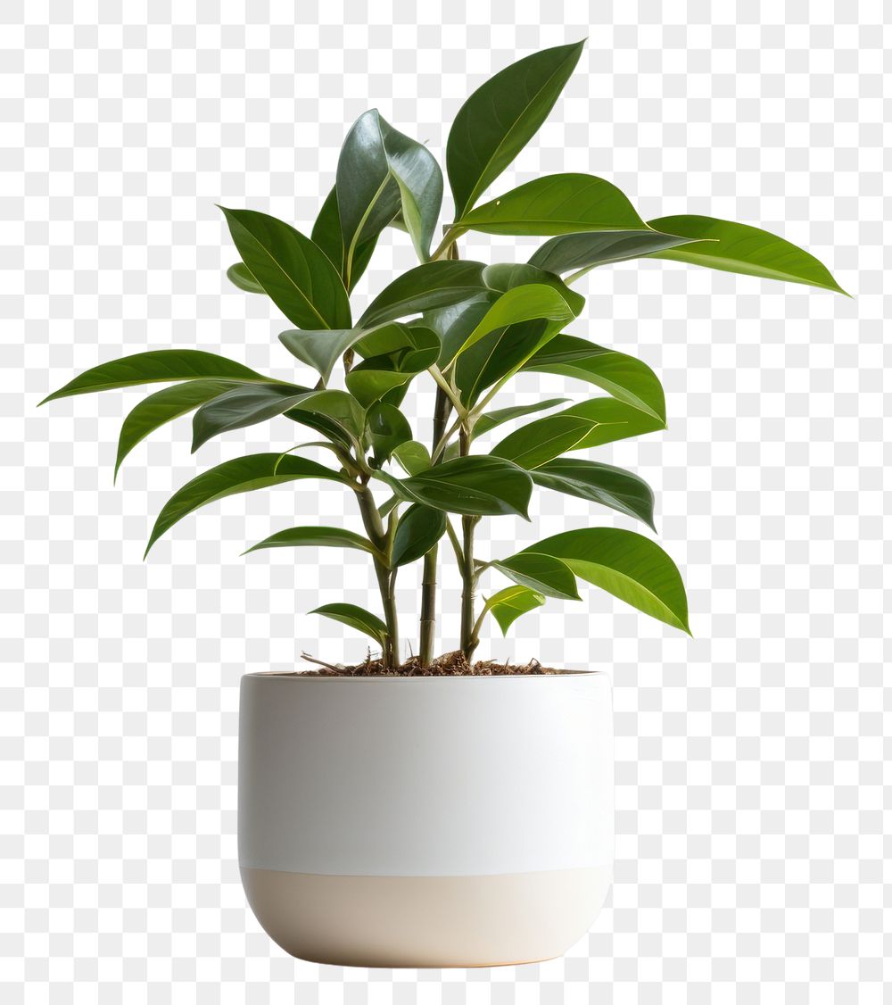 PNG Plant bonsai leaf vase. 