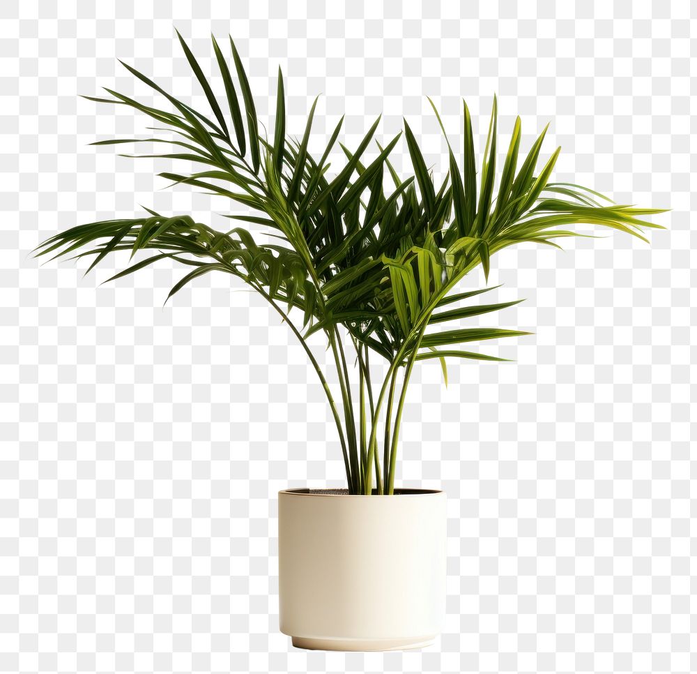 PNG Plant leaf vase tree. AI generated Image by rawpixel.