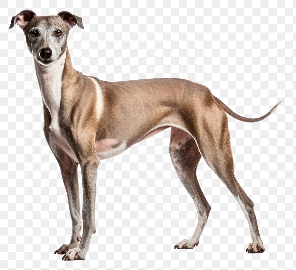 PNG Dog pet whippet mammal. 