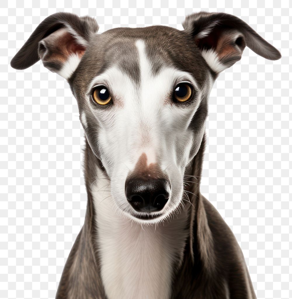 PNG Dog pet whippet animal. AI generated Image by rawpixel.