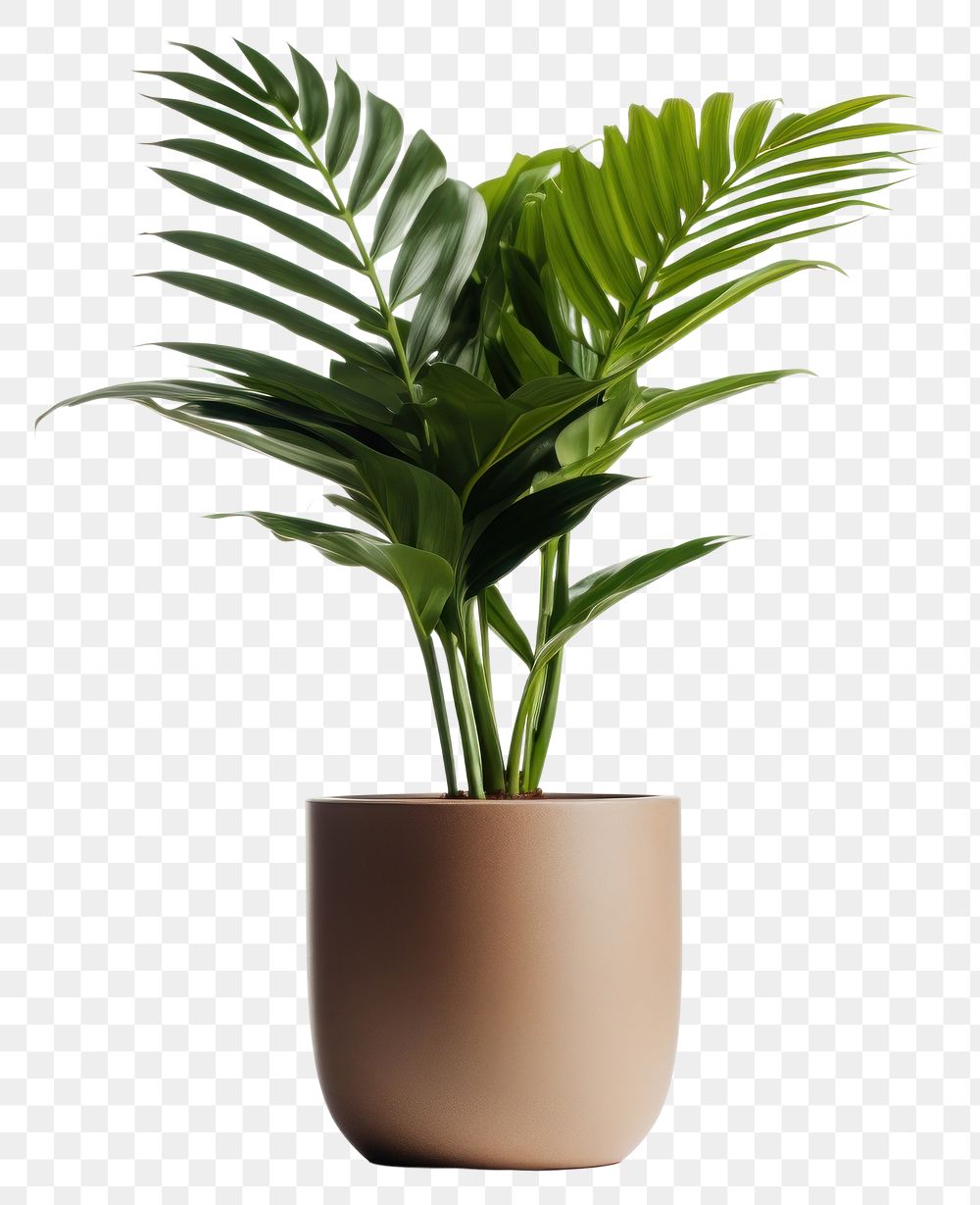 PNG Plant leaf vase white background. AI generated Image by rawpixel.