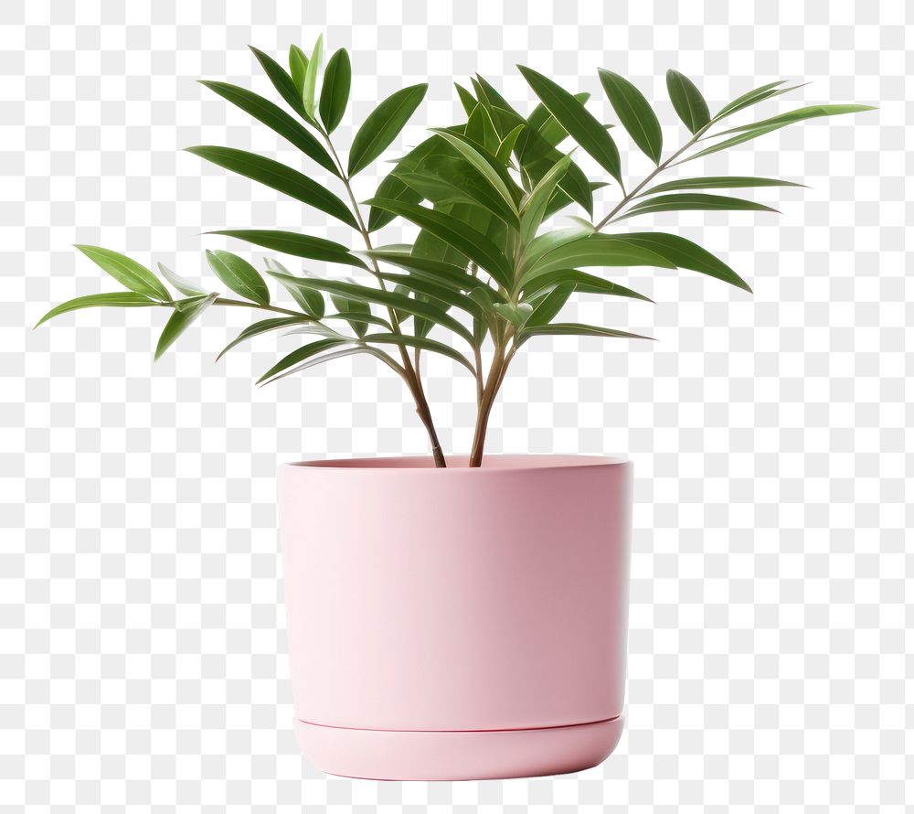 PNG Plant vase leaf  