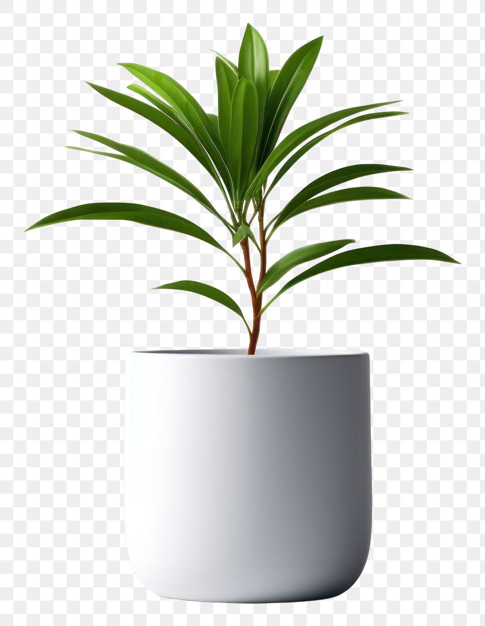 PNG Plant leaf vase potted plant. AI generated Image by rawpixel.