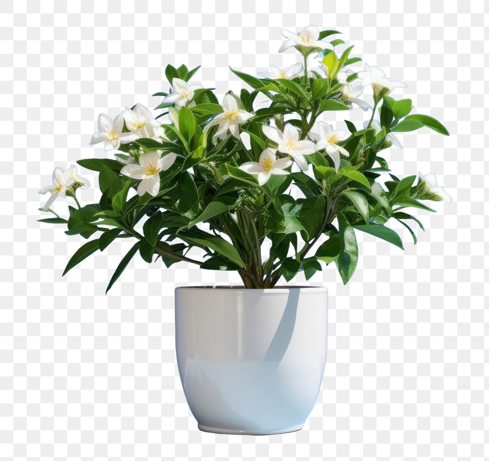 PNG Plant flower leaf vase. 