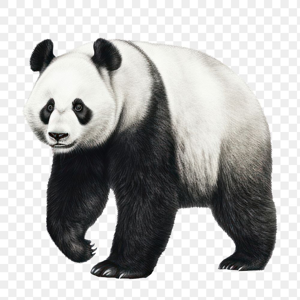 PNG 2D flating illustration of panda, 1998s, Vintage, Real photo, Realistic, minimal, Retro style, isolated on white…