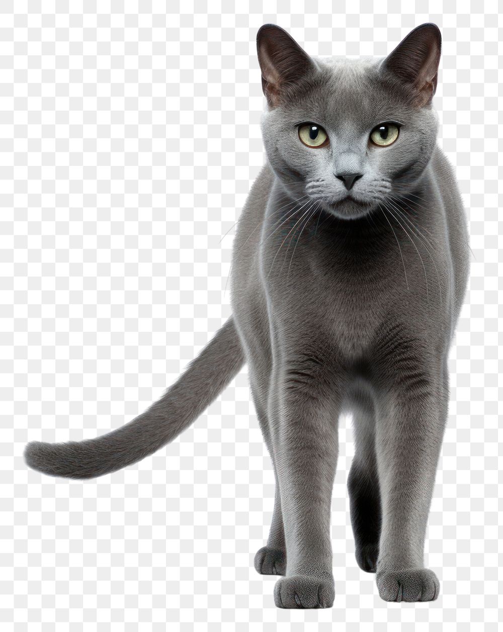 PNG Animal mammal pet cat. AI generated Image by rawpixel.