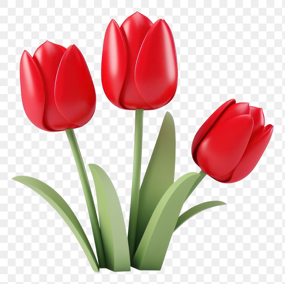 PNG Tulip flower plant red. 