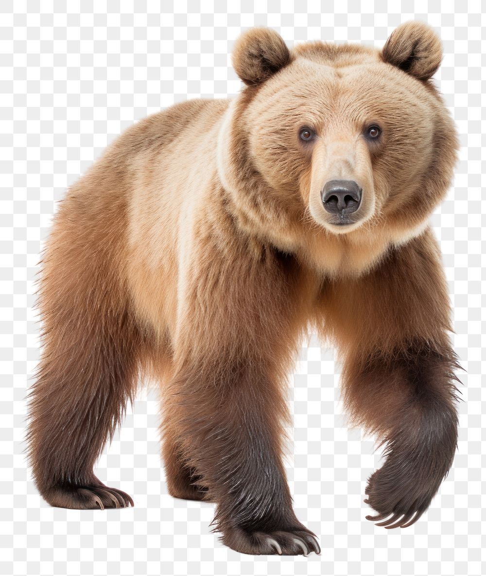 PNG  Bear wildlife mammal animal. AI generated Image by rawpixel.