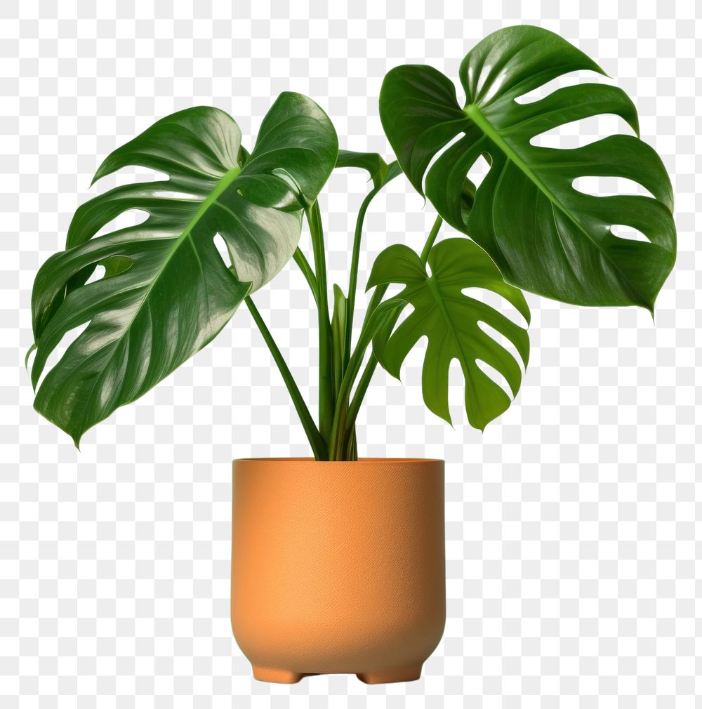 PNG Plant leaf houseplant freshness. 