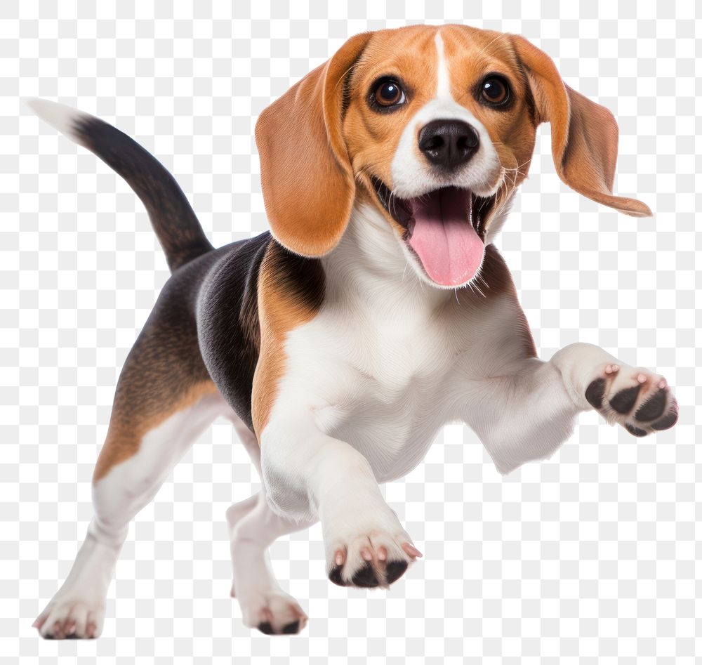 PNG Beagle animal mammal hound