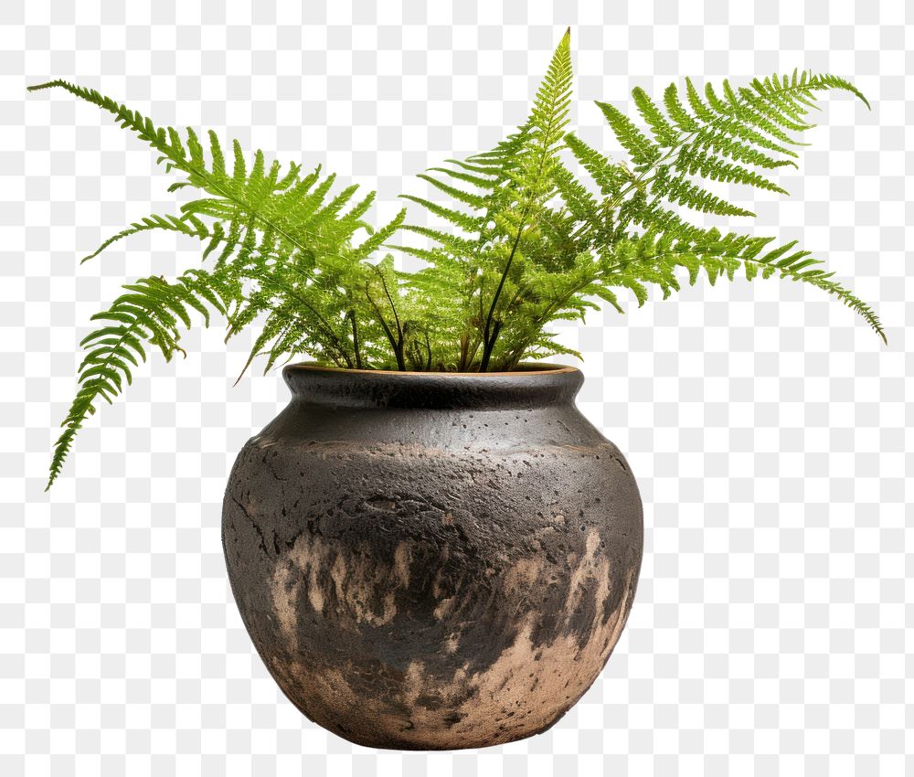 PNG Plant fern houseplant terracotta. 