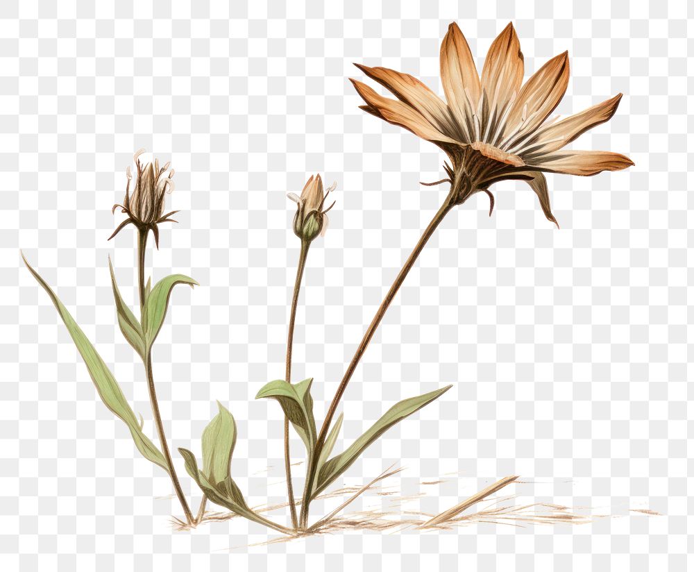 PNG Flower sketch drawing plant. AI generated Image by rawpixel.