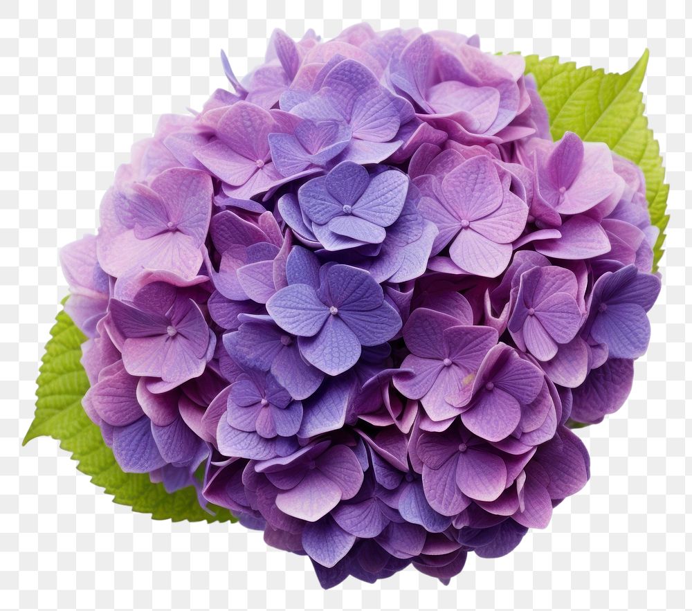 PNG Hydrangea flower petal lilac transparent background