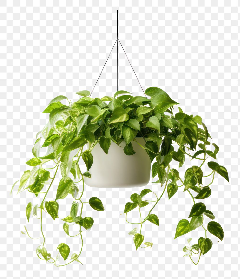 PNG Plant hanging leaf houseplant | Free PNG - rawpixel