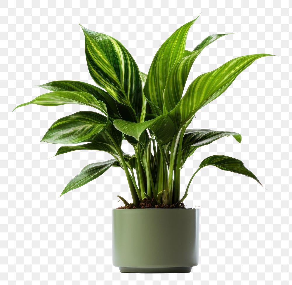 PNG Plant houseplant leaf freshness transparent background