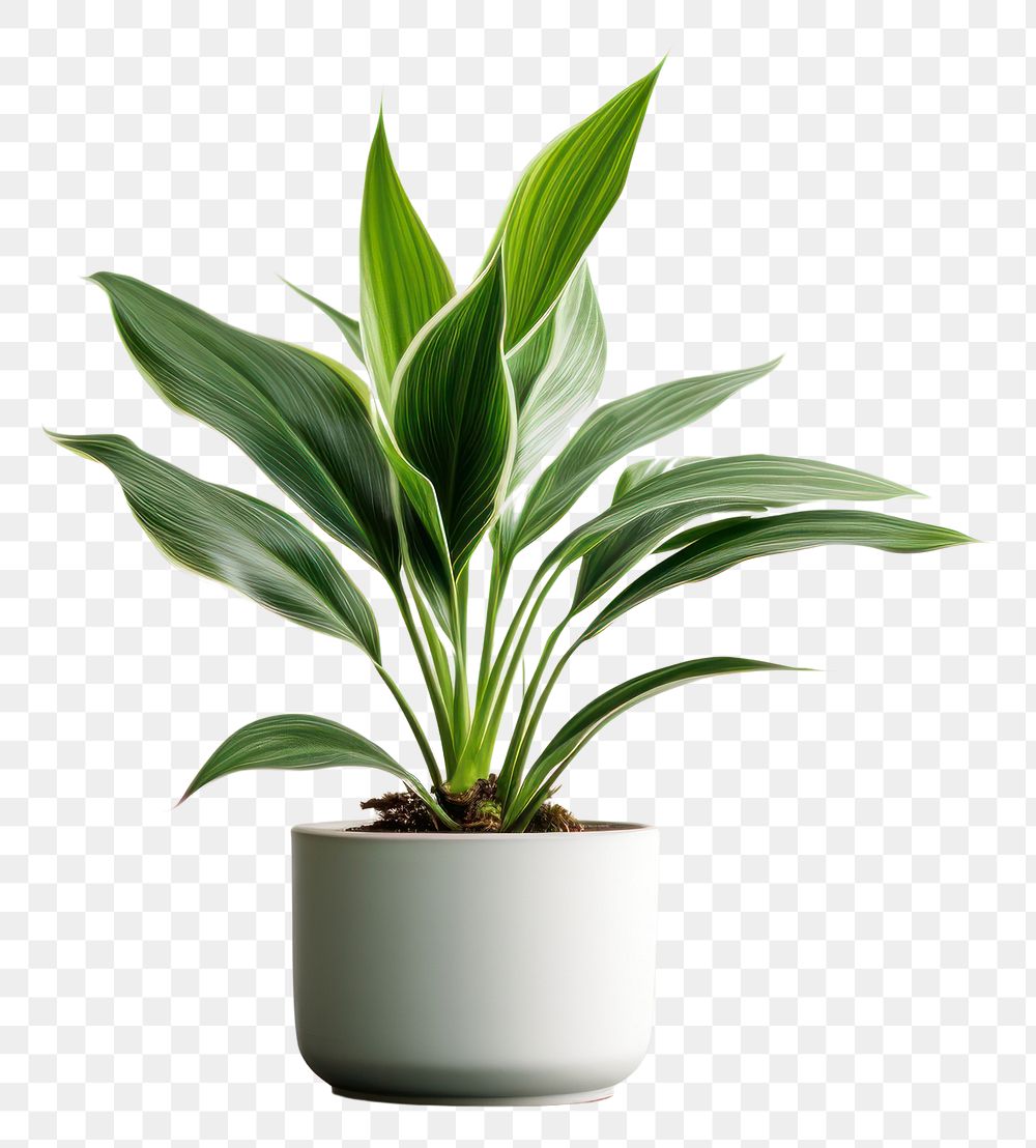 PNG Plant houseplant leaf freshness transparent background