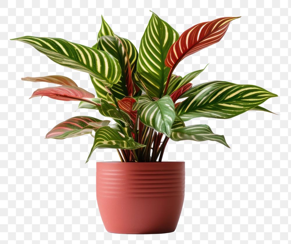 PNG Plant houseplant leaf freshness transparent background