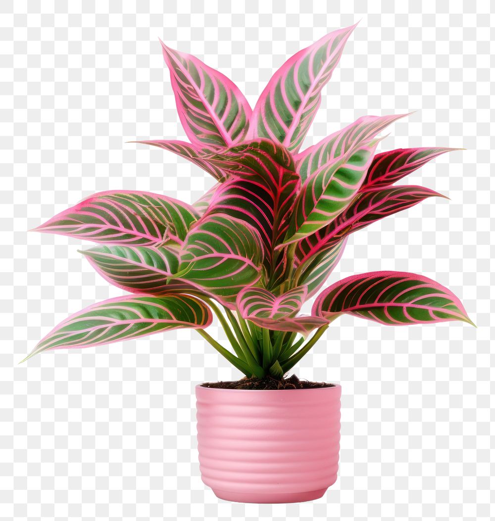 PNG Plant houseplant flower leaf transparent background