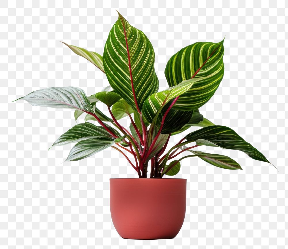 PNG Plant houseplant leaf freshness transparent background