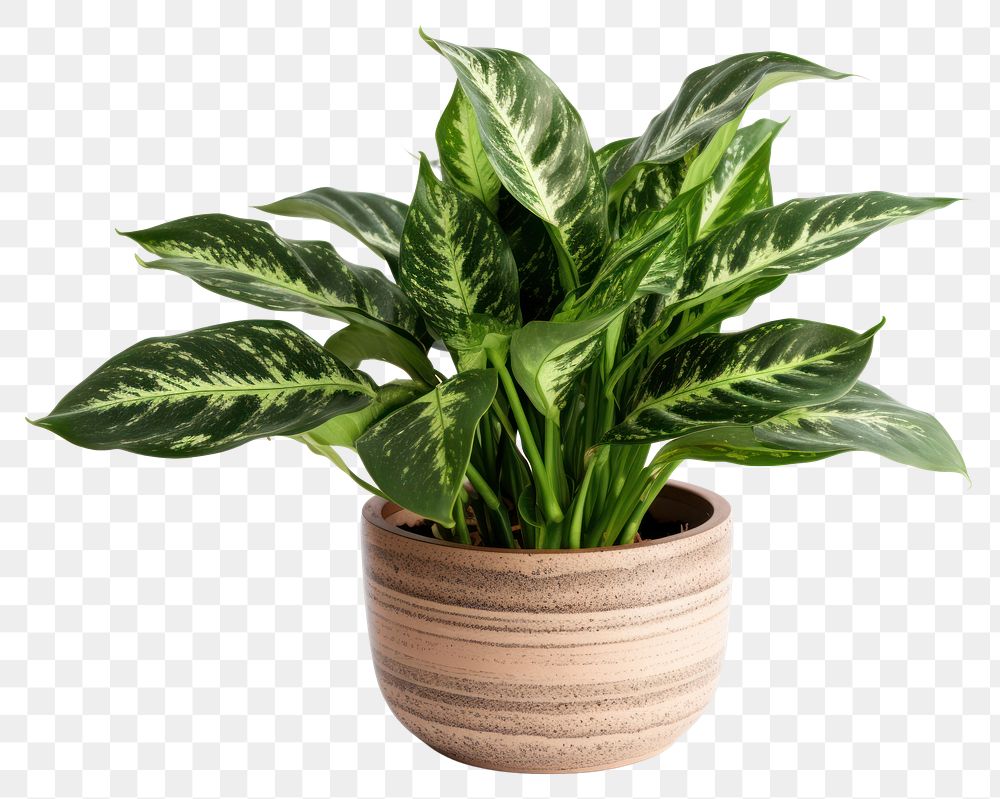 PNG Plant leaf transparent background houseplant. AI generated Image by rawpixel.
