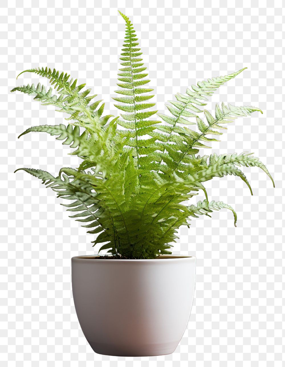 PNG Fern plant leaf houseplant. 